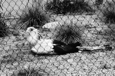 supine secretary bird