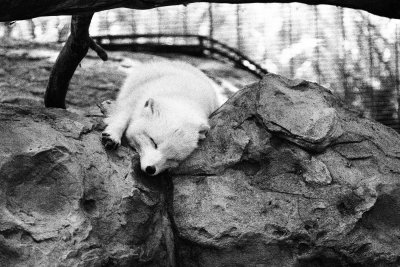 arctic fox