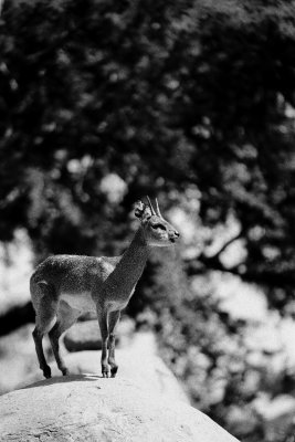 klipspringer antelope