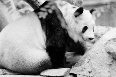 Giant Panda