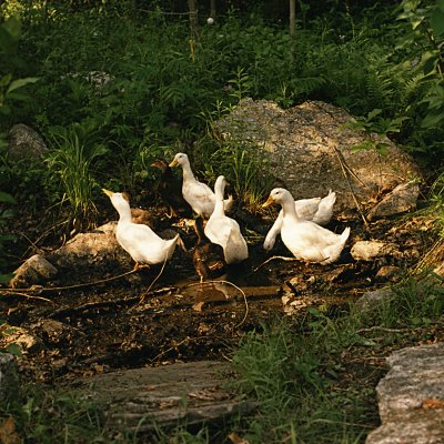 ducks
