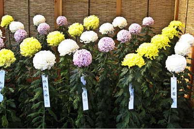 Chrysanthemums of Japan