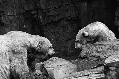 polar bear pair