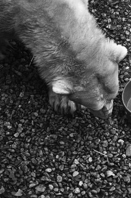 a polar bear is just like an overgrown dog(!)
