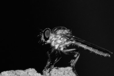 deerfly - a very nasty little sucker