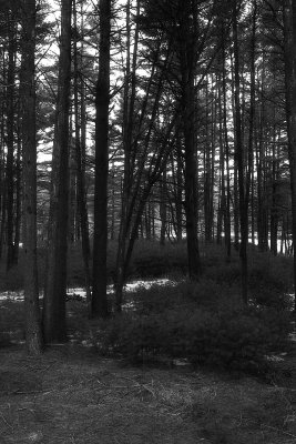 high iso woods