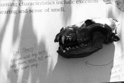Cape Hunting Dog skull