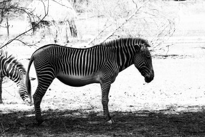 symmetric zebra