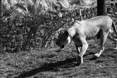 lioness in classic stalking pose