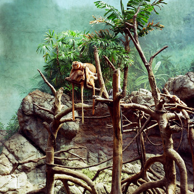 monkey exhibit