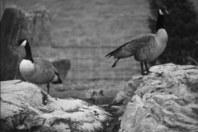 keeping a lookout in both directions!