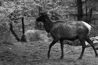 Roosevelt elk bull