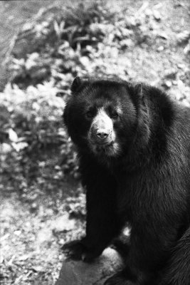 spectacled bear portrait