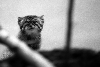 pallas cat