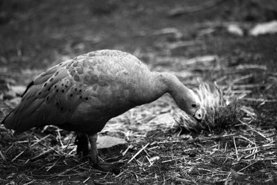 Edith the Cape Breton goose