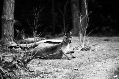Grey Kangaroo portrait