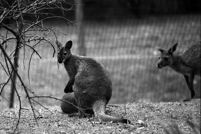 wallaby with kangaroos