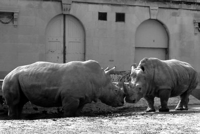 African White rhinoceras