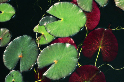 lily pad detail