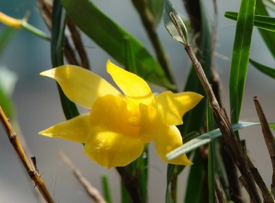 Small Orchid Flower