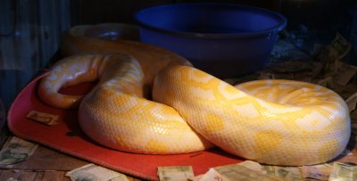 A beautiful snake in Tsap-Hing House