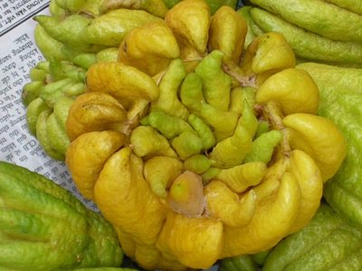  Budha finger fruit.