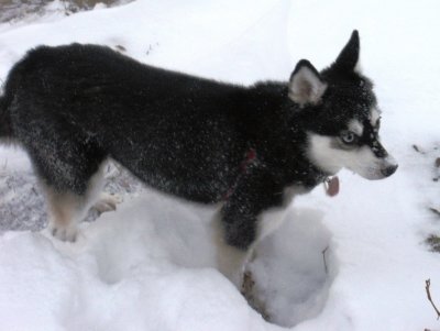 Snow_Day_Bebop_Snowy_Face.JPG