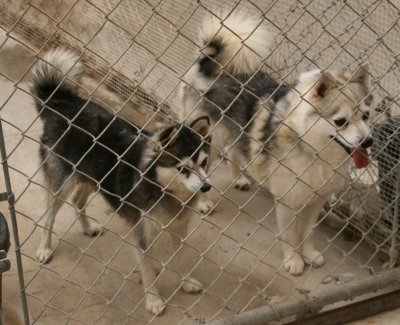 Akkuni (L) Kavik (R) 7/2/09