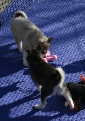 Homer & Mikiah's Girl1.JPG