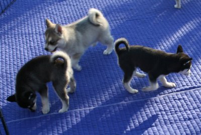 Homer & pups1.JPG
