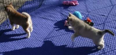Dago & Homer1.JPG