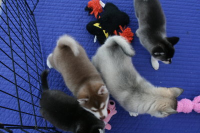 Dago & pups4.JPG