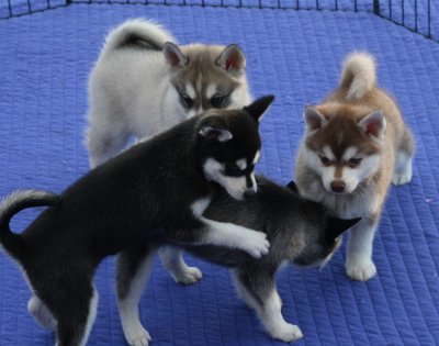 Dago25 and pups.JPG