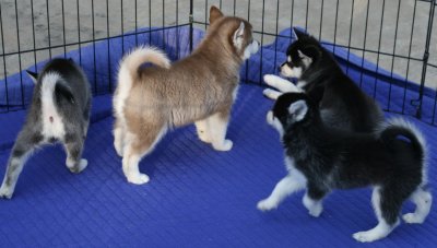 Dago26 & pups.JPG