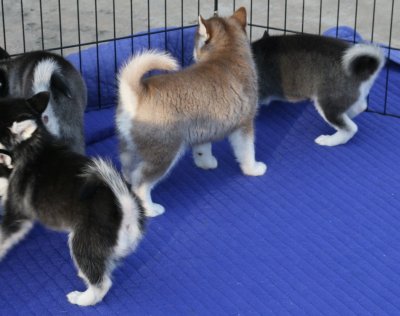 Dago27 & pups.JPG