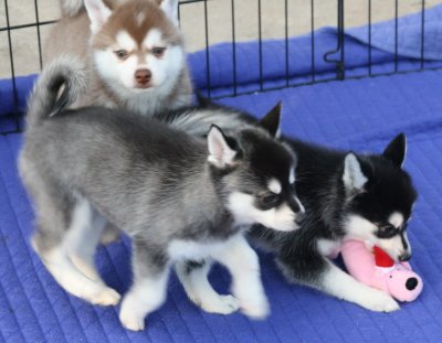 Dago28 & pups.JPG