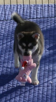 Mikiah Girl1.JPG