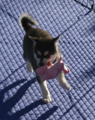 Mikiah Girl3.JPG