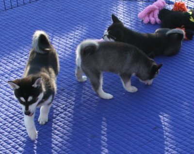 Bart & pups1.JPG