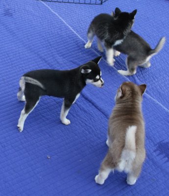 Marge (Halo) Dago & pups1.JPG
