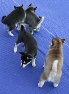 Marge (Halo) Dago & pups2.JPG