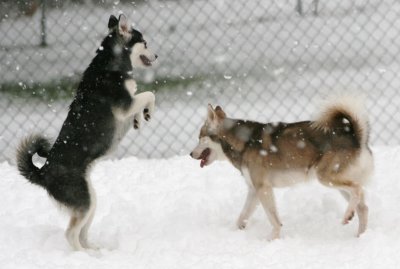 Mikiah and Tonki 358.JPG