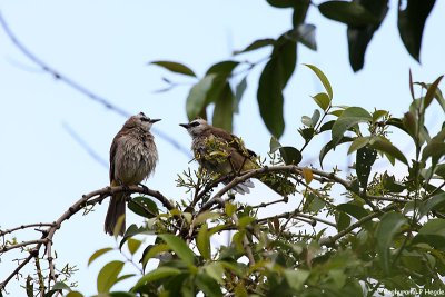 Yellow vented bulbul couple
