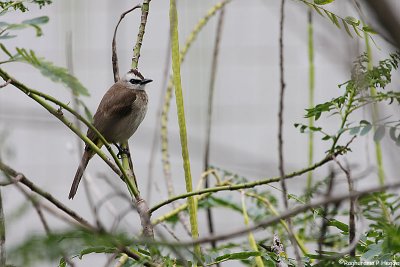 Yellow vented bulbul
