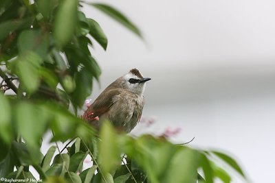 Yellow vented bulbul