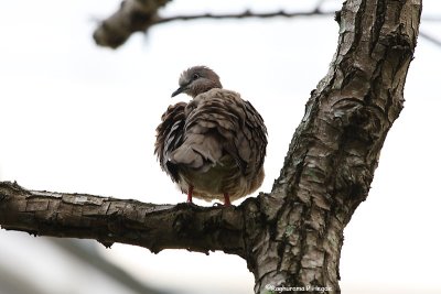 Spotted Dove