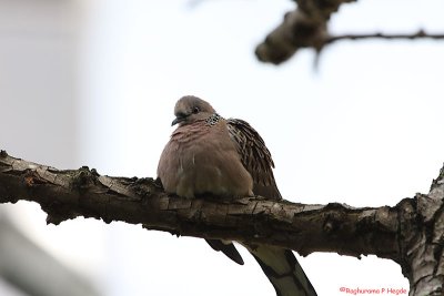 Spotted Dove