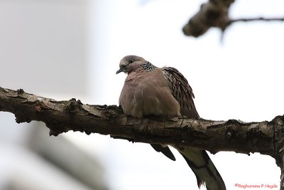 Spotted Dove