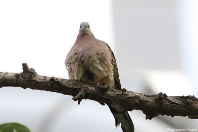 Spotted Dove