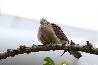 Spotted Dove
